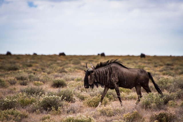 Schönfeld Safaris offers the ambitious hunter a w...