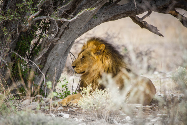 Schönfeld Safaris offers the ambitious hunter a w...